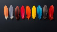 Colorful bird feathers arranged in row on dark background. Natural plumage collection in vibrant rainbow colors for craft projects and decorative design.