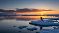 Lone penguin stands on floating ice floe during arctic sunset with golden sky reflecting on calm ocean waters surrounded by scattered ice fragments.