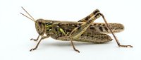 Grasshopper insect isolated on white background, detailed macro view of brown and tan colored pest for educational, scientific, or design purposes.