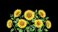 Bright yellow sunflowers with green stems and leaves isolated on transparent background. Ready for t-shirt designs, clipart, stickers, print-on-demand products, and sublimation projects.