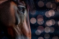 Close-up of dark brown horse eye with gentle expression against blurred bokeh background, showcasing deep emotion and intelligence in equine photography.