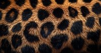 Close up macro shot of leopard fur texture showing detailed pattern of black rosettes on golden brown background, natural animal print pattern.
