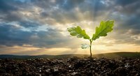 Young oak sapling growing from rich soil against dramatic sunset sky with sunbeams breaking through clouds, symbolizing hope, growth and new beginnings in nature.