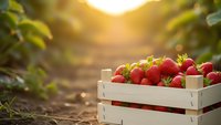 Fresh ripe strawberries in wooden crate at organic farm during golden hour sunset. Healthy summer harvest concept for food packaging and agriculture.