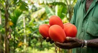 Farmer holding fresh ripe tomatoes in hand at harvest time in vegetable garden or farm field outdoors.