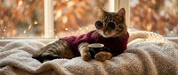 Adorable tabby kitten wearing cozy burgundy sweater relaxing on soft blanket by sunny window with warm autumn bokeh lights creating peaceful atmosphere.