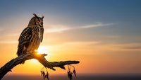 Majestic eagle owl perched on weathered branch against golden sunset sky, showcasing detailed feather patterns and piercing eyes in warm evening light.