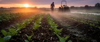 Farmer operating tractor in misty field at sunrise, cultivating rows of young crops during early morning agricultural work and soil preparation.
