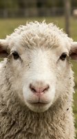Close-up portrait of a white woolly goat with curly fleece and horns, looking directly at camera in pastoral farm setting.