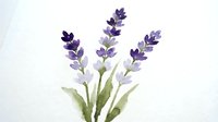 Watercolor lavender flowers with purple blooms and green stems on white background. Botanical illustration for aromatherapy, spa, wedding invitations.
