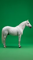 White horse standing in profile on green background isolated for design and advertising projects.