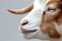 Close up portrait of brown and white goat face showing detailed features and amber eye against blurred gray background. For farm and agriculture concepts.