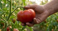 Senior farmer hand carefully harvesting fresh ripe red tomato from vine in organic garden during sunny day for healthy homegrown vegetable production.