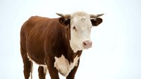 Brown and white cow standing against white background, livestock farming and agriculture industry.
