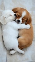 Two adorable sleeping puppies cuddling together, one white and one brown, lying on light floor in tender embrace, creating heartwarming scene of puppy love.
