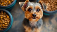 Yorkshire terrier puppy with adorable expression looking up at camera near bowls of dry dog food, close up portrait on blurred background.
