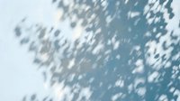 Soft blurred tree shadow overlay on white wall creating natural light patterns for modern interior design and architectural photography backgrounds.