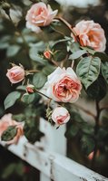 Delicate peach garden roses blooming on bush with green leaves against white fence, romantic spring garden scene with soft natural lighting and moody atmosphere.