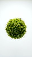 Vibrant green moss ball isolated on white background, ready for botanical, nature, and design projects including web graphics and print materials.