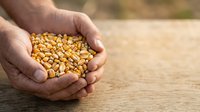 Farmer holding handful of dried corn kernels in cupped hands over wooden surface, showcasing harvest quality and agricultural produce for farming, food production, and agribusiness applications.