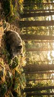 Wild raccoon foraging on moss-covered tree trunk in sunlit forest with wooden boardwalk path for nature and wildlife photography.
