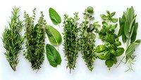 Fresh aromatic herbs arranged in row including rosemary, thyme, sage, oregano, basil and tarragon on white background, culinary herbs collection.