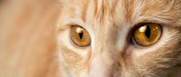 Close-up portrait of orange tabby cat with striking golden amber eyes and soft fur texture for pet photography and animal lover designs.