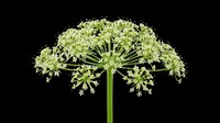 White flowering angelica plant isolated on transparent background, ready for botanical clipart, stickers, t-shirt design, print on demand, and sublimation projects.