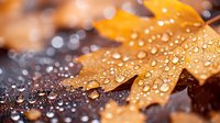 Fallen autumn maple leaf covered with morning dew drops on dark background, macro photography with selective focus and bokeh effect creates natural atmosphere.