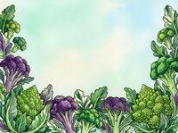Watercolor illustration of fresh purple and green cruciferous vegetables including cabbage and broccoli arranged as a decorative border frame on isolated background, suitable for recipe blogs, cooking websites, and food packaging design.