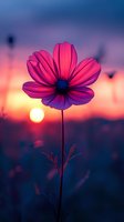 Pink cosmos flower silhouetted against dramatic sunset sky with glowing sun orb. Vibrant magenta petals backlit creating ethereal atmosphere in purple twilight.