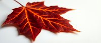 Red maple leaf with detailed veins isolated on white background, suitable for autumn designs, seasonal graphics, fall decorations and nature-themed projects.