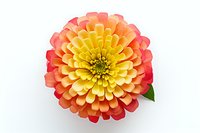 Vibrant zinnia flower with gradient colors from yellow center to coral pink outer petals, isolated on white background for easy digital composition and design use.