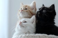 Three adorable cats - black and white felines looking up with curiosity while resting on cozy knitted blanket. Soft natural lighting creates gentle mood.