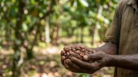 Farmer holding freshly harvested cacao pods in hands on plantation. Agricultural worker displaying cocoa beans during harvest season for food production and chocolate manufacturing.