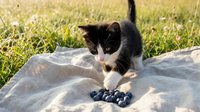 Black and white kitten playing with blueberries on fabric outdoors in sunny garden setting with grass background.