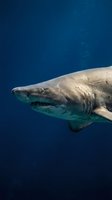 Great white shark swimming in deep blue ocean water showing teeth and gills in natural marine habitat for wildlife and underwater photography projects.