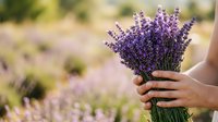 Woman's hand holding fresh purple lavender bouquet in blooming field during summer harvest season.