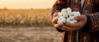 Farmer hands holding fresh cotton bolls at sunset in agricultural field. Organic farming and harvest season concept for textile industry and natural fiber production.