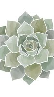 Watercolor succulent plant with layered sage green petals and white outlines, isolated on transparent background for design projects, botanical illustrations, and decorative applications.