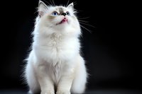 White Ragdoll cat with blue eyes sitting against dark background, looking up with curious expression. Long fluffy fur illuminated dramatically creates striking contrast.