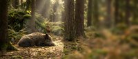 Wild boar resting peacefully in sunlit forest clearing among tall trees and ferns, creating serene woodland atmosphere for nature and wildlife content.