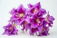 Vibrant purple cattleya orchids in full bloom against white background, showcasing delicate petals and detailed pistils. Macro photography captures exotic floral details.