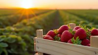 Fresh ripe strawberries in wooden crate at sunrise over farm field rows. Organic fruit harvest concept for healthy eating and agriculture business.