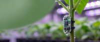 Insect larva clinging to green plant stem with blurred purple flowers in soft-focus background, macro nature photography for educational and wildlife content.