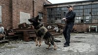 Professional dog trainer working with German Shepherd in industrial urban setting with brick buildings and metal scrap yard background.