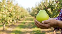 Farmer holding fresh green apple in orchard during harvest season. Agricultural produce and farming concept for food industry and agriculture marketing.