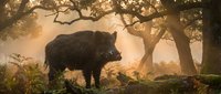 Wild boar standing in misty forest clearing with golden sunlight filtering through ancient oak trees creating atmospheric woodland scene.