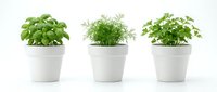 Three potted herbs in white ceramic containers isolated on white background, ready for design use in culinary, gardening, and home decor projects.