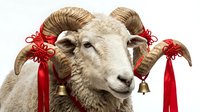 Decorated ram with large curved horns adorned with red ribbons and golden bells on white background, isolated for holiday designs, greeting cards, and festive marketing materials.